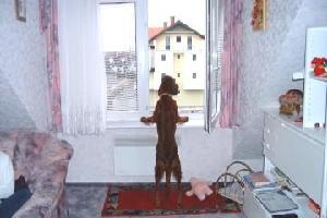 Hundi_fenster