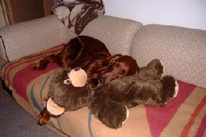 Hundi_baer
